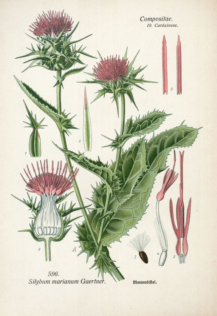 Mariendistel