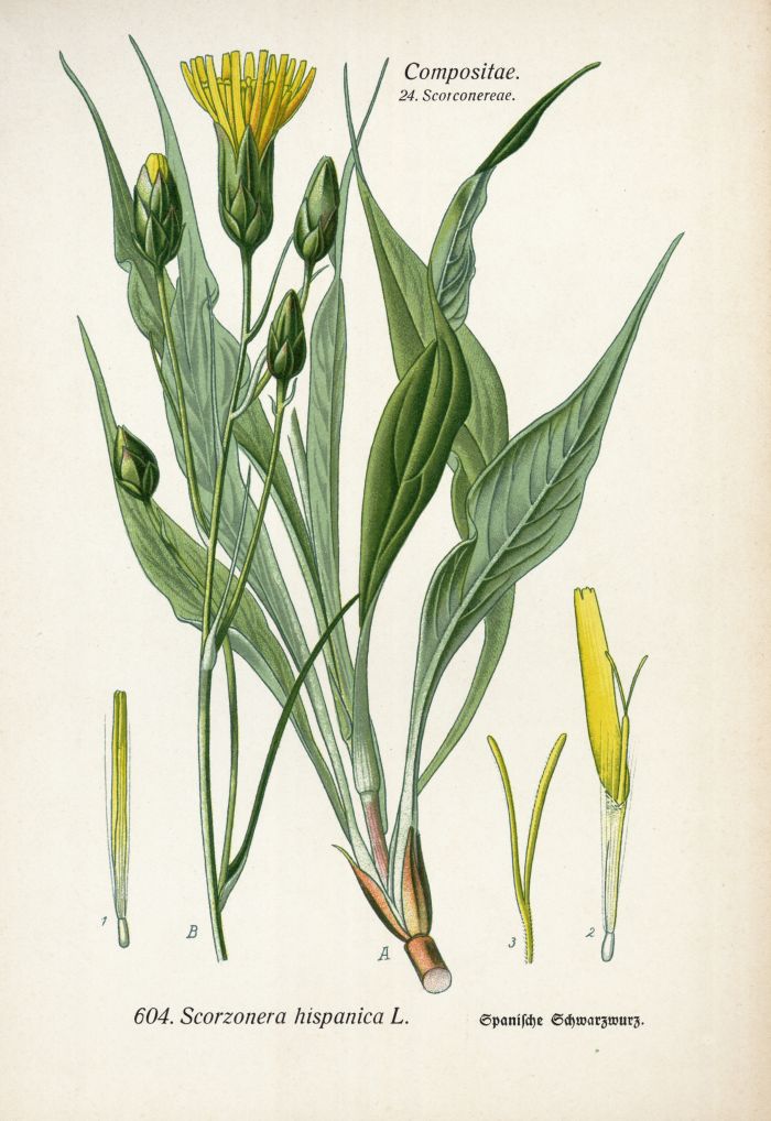 Schwarzwurz