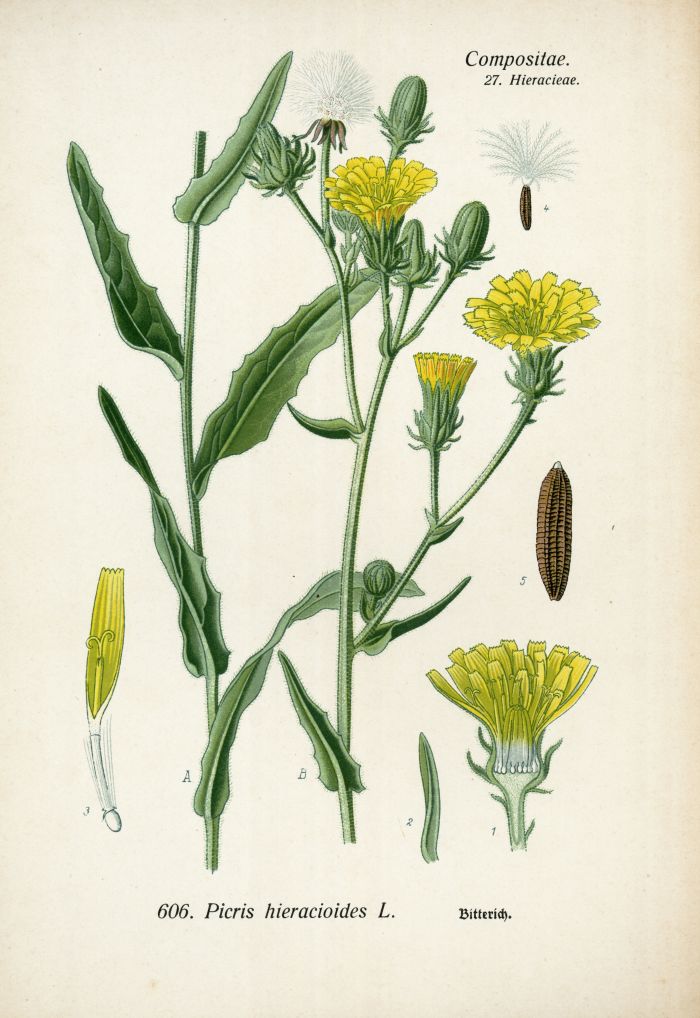 Bitterich