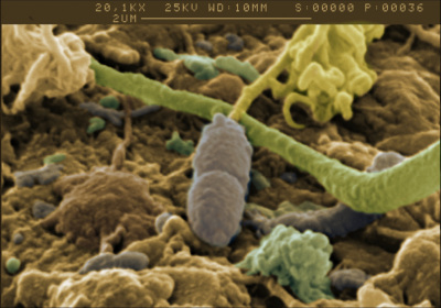 Bodenbakterien