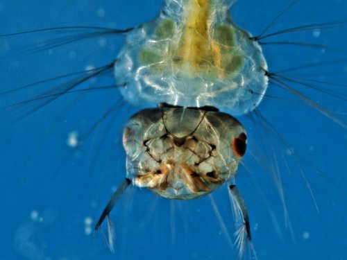 Kopf der Mückenlarve