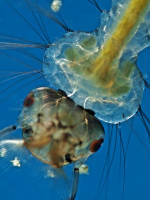 Kopf der Mückenlarve