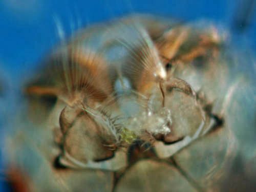 Strudelhaare am Kopf der Mückenlarve