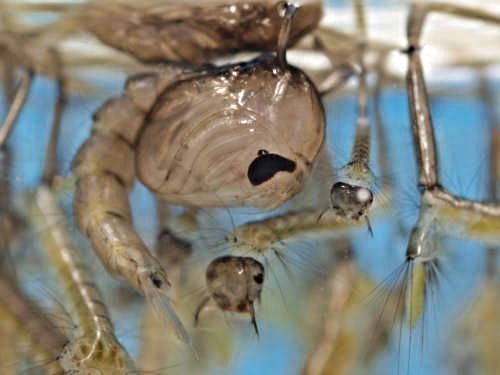 Puppe und diverse Larvengrößen