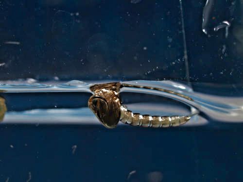 Mückenpuppe - Schlüpfvorgang