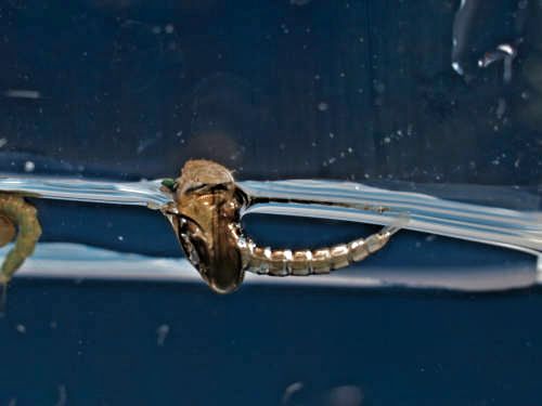 M&uuml;ckenpuppe - Schl&uuml;pfvorgang