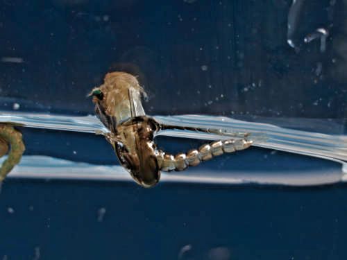 M&uuml;ckenpuppe - Schl&uuml;pfvorgang