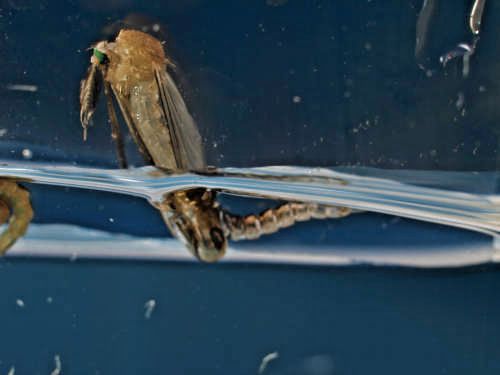 M&uuml;ckenpuppe - Schl&uuml;pfvorgang