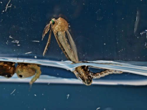 M&uuml;ckenpuppe - Schl&uuml;pfvorgang