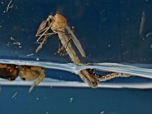 M&uuml;ckenpuppe - Schl&uuml;pfvorgang