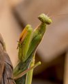 Mantis (Gottesanbeterin)