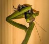 Mantis (Gottesanbeterin)