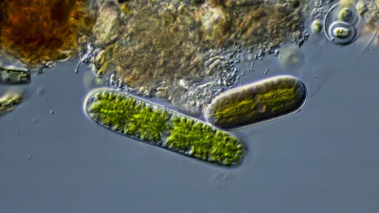 » Netrium oblongum BeWie's Mikrowelt (single)