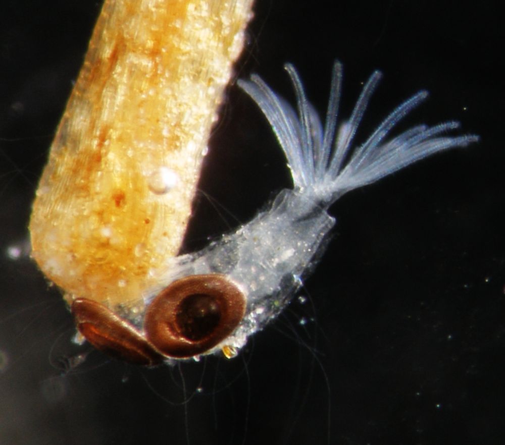 » Bryozoen BeWie's Mikrowelt